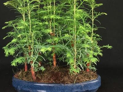 水杉盆景怎么养护 _水杉盆景的种植方法和技术