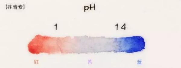 为什么很少见到绿色的花 _有没有绿色的花