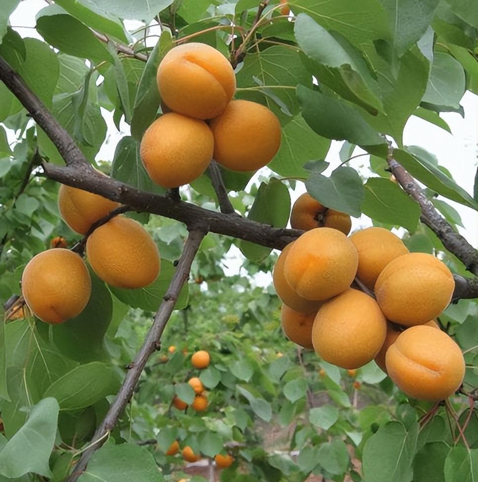杏树怎么种植 _杏树种植时间和方法