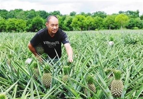 菠萝怎么种植_菠萝的栽培方法及生长