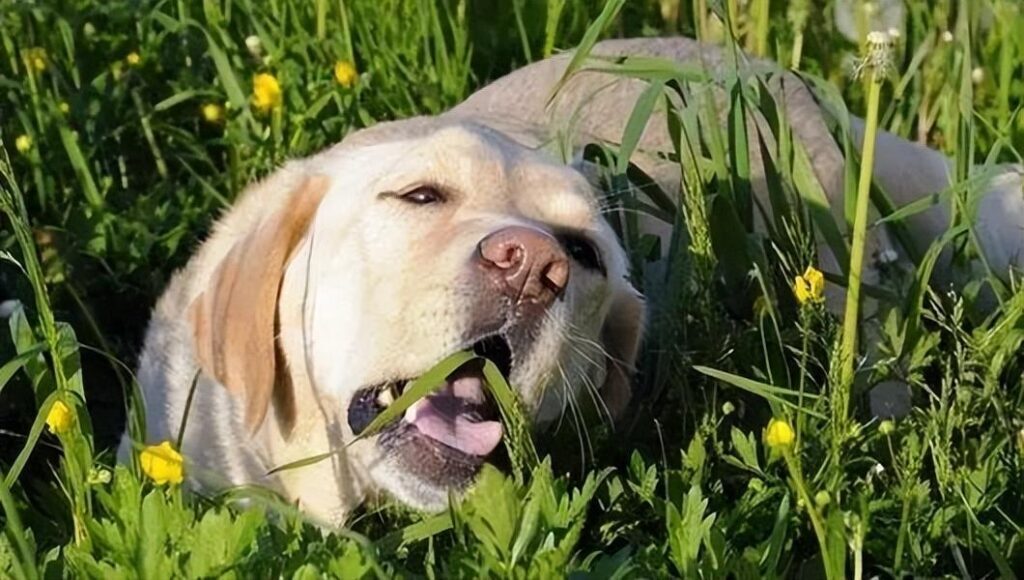 狗狗突然拼命吃草是为什么_狗狗突然拼命吃草的原因