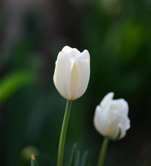 白色郁金香花语是什么_白色郁金香的花语和寓意