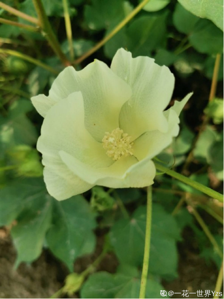 棉花是一种花吗_棉花属于植物的花还是果实