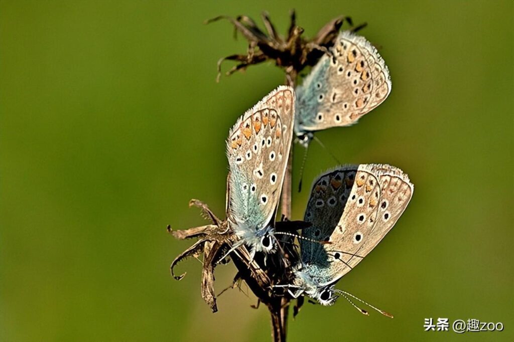 蝴蝶有哪种种类_中国常见的蝴蝶种类