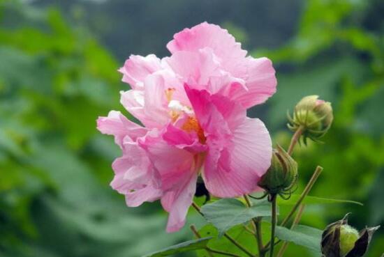 芙蓉花什么时候开花_芙蓉花一年开几次