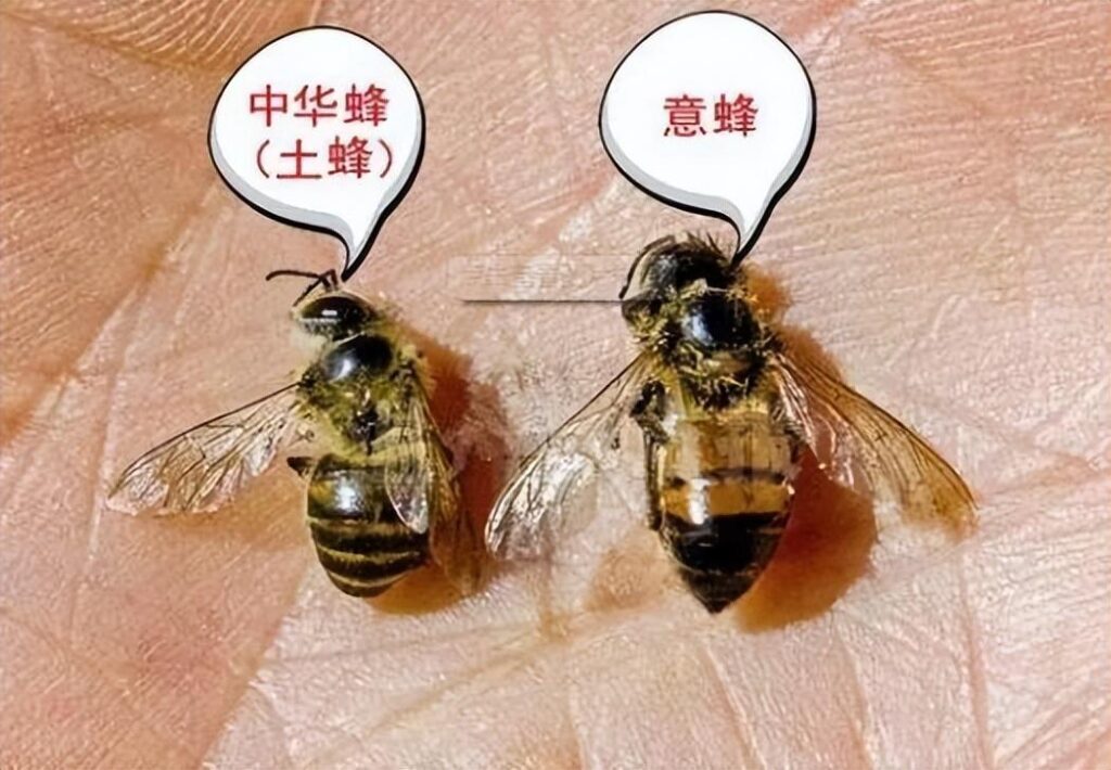 原生态蜂蜜多少钱一斤_土蜂蜜多少钱一斤正常