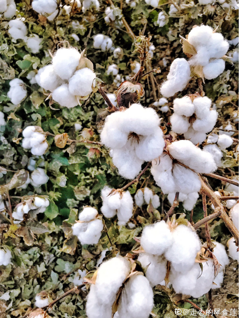 棉花是一种花吗_棉花属于植物的花还是果实