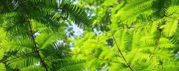 水杉盆景怎么养护 _水杉盆景的种植方法和技术