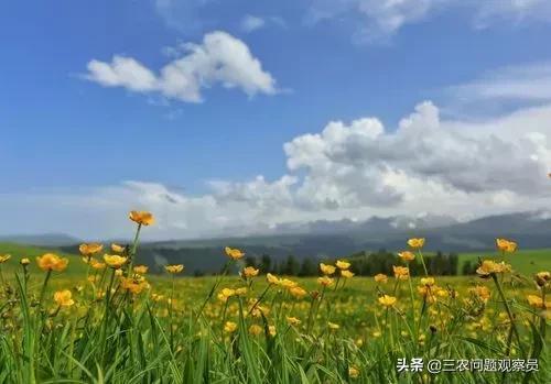 婆婆丁是什么植物_婆婆丁又叫什么名字