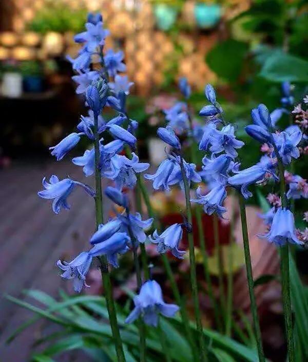 蓝铃花的花语是什么_蓝铃花花语及象征意义