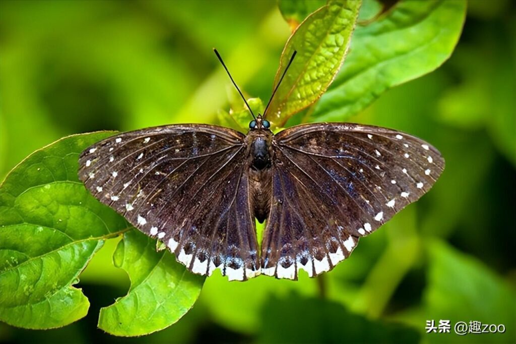 蝴蝶有哪种种类_中国常见的蝴蝶种类