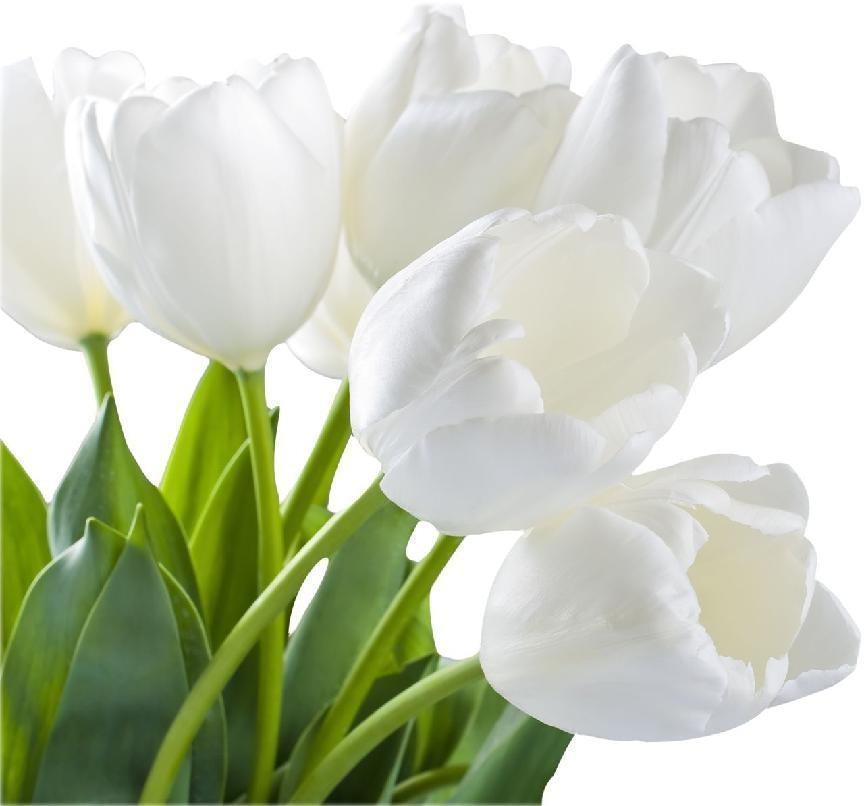 白色郁金香花语是什么_白色郁金香的花语和寓意