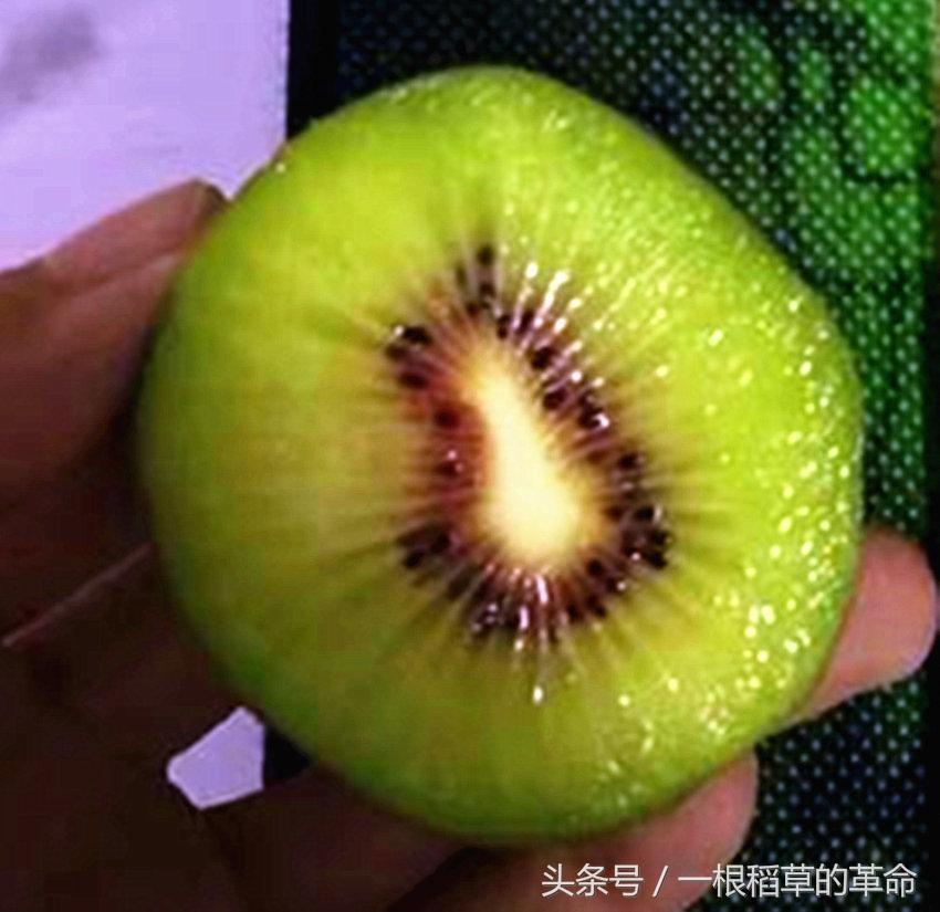 红心猕猴桃产地是哪里_红心猕猴桃哪个品种最好