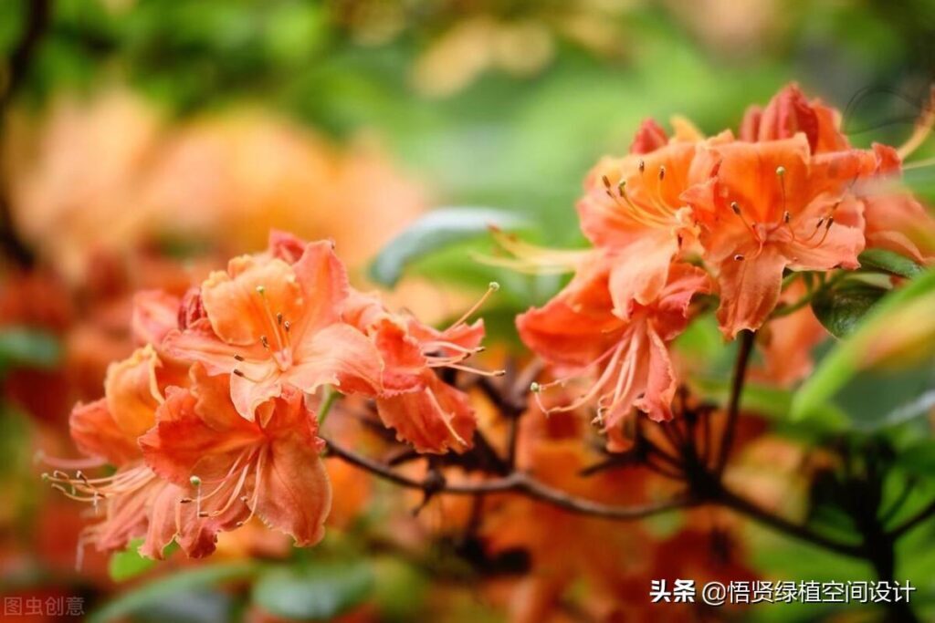 杜鹃花有香味吗 _杜鹃花的香气是什么样子