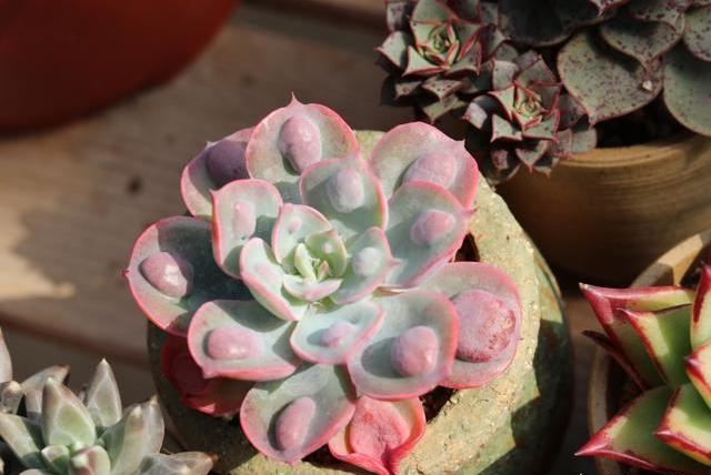 多肉植物怎么种植_多肉植物的种植与养护