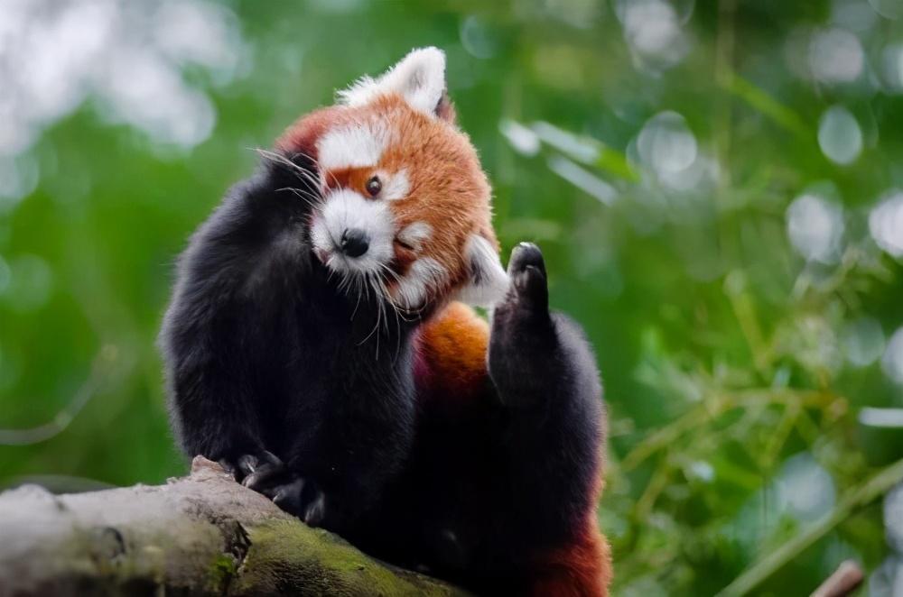 浣熊为什么叫干脆面_干脆面是小熊猫还是浣熊