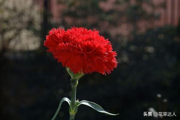 康乃馨花代表什么_康乃馨花的寓意及象征