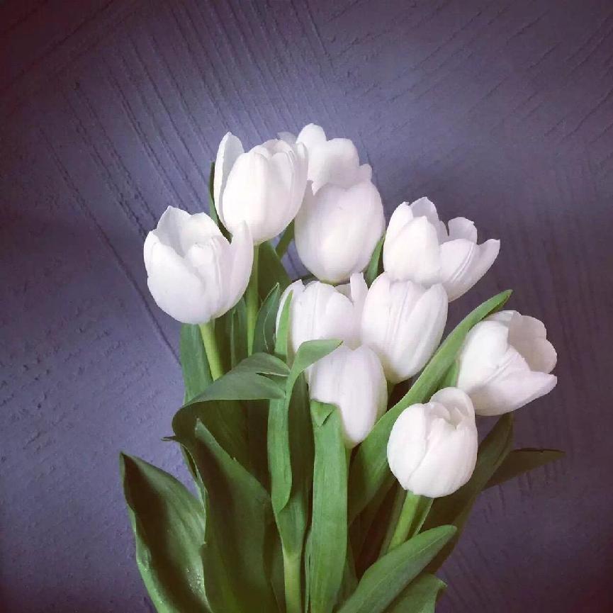 白色郁金香花语是什么_白色郁金香的花语和寓意