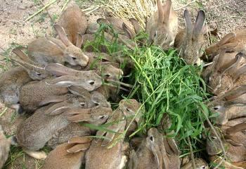 野兔子吃什么食物_野兔子怎么养才能养活