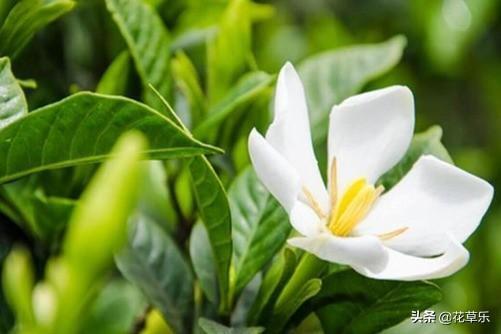 栀子花花期在几月_栀子开花季节和时间