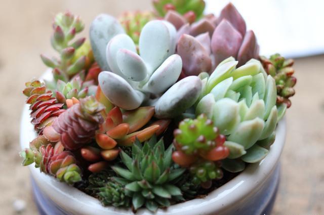 多肉植物怎么种植_多肉植物的种植与养护