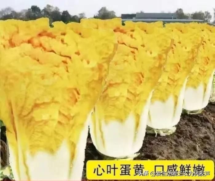 农民如何致富种植项目_适合农村种植的创业项目