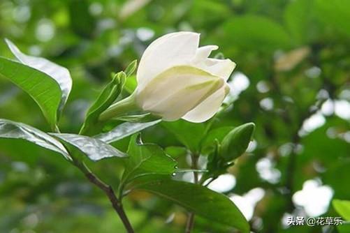 栀子花花期在几月_栀子开花季节和时间