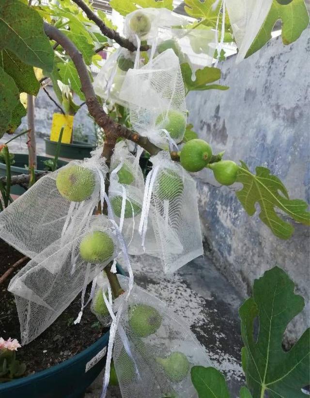 什么水果能用盆栽_什么水果盆栽最好养活