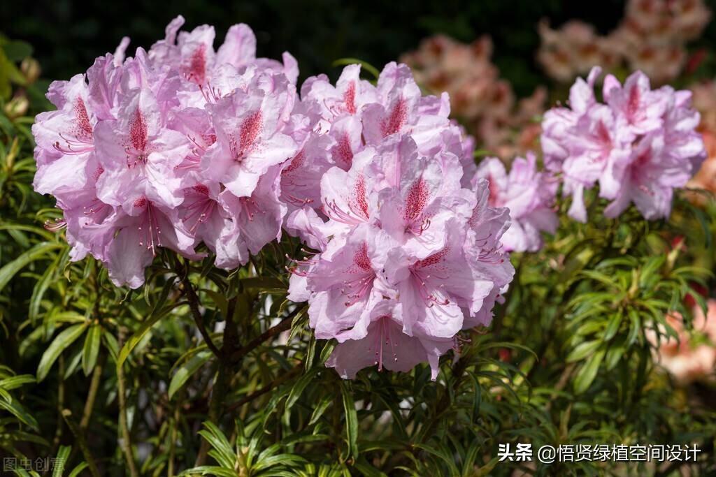 杜鹃花有香味吗 _杜鹃花的香气是什么样子
