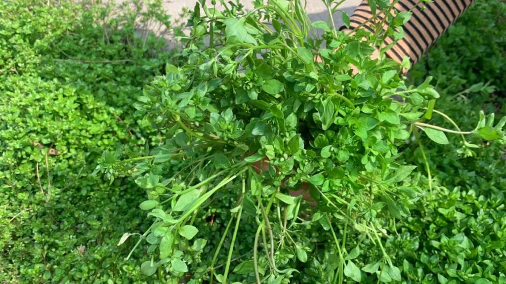 繁缕草有什么作用_繁缕是一种什么样的草