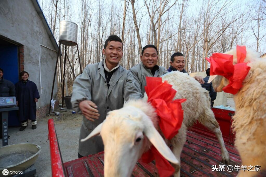 湖羊养殖前景如何_湖羊养殖效益怎么样