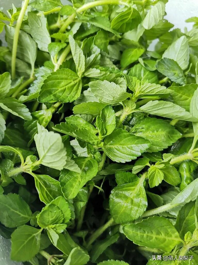 芫荽是什么_芫荽和香菜一样吗