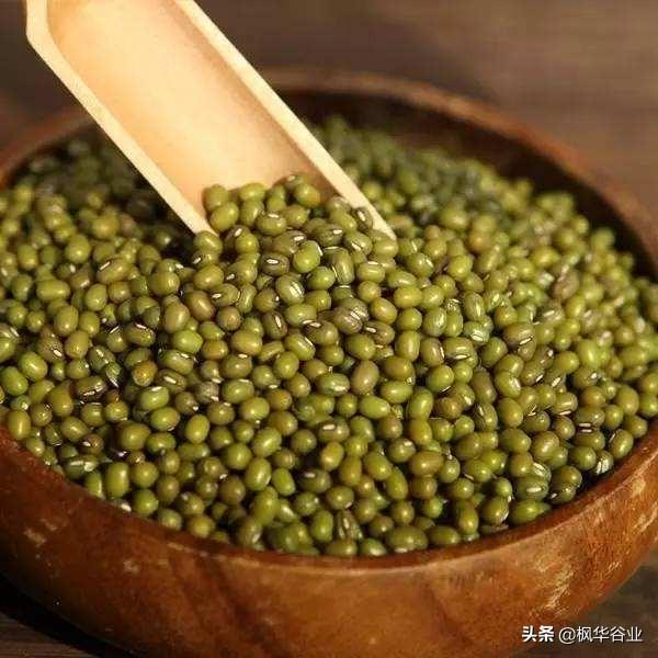 绿豆产地哪里最好_中国最好的绿豆产地