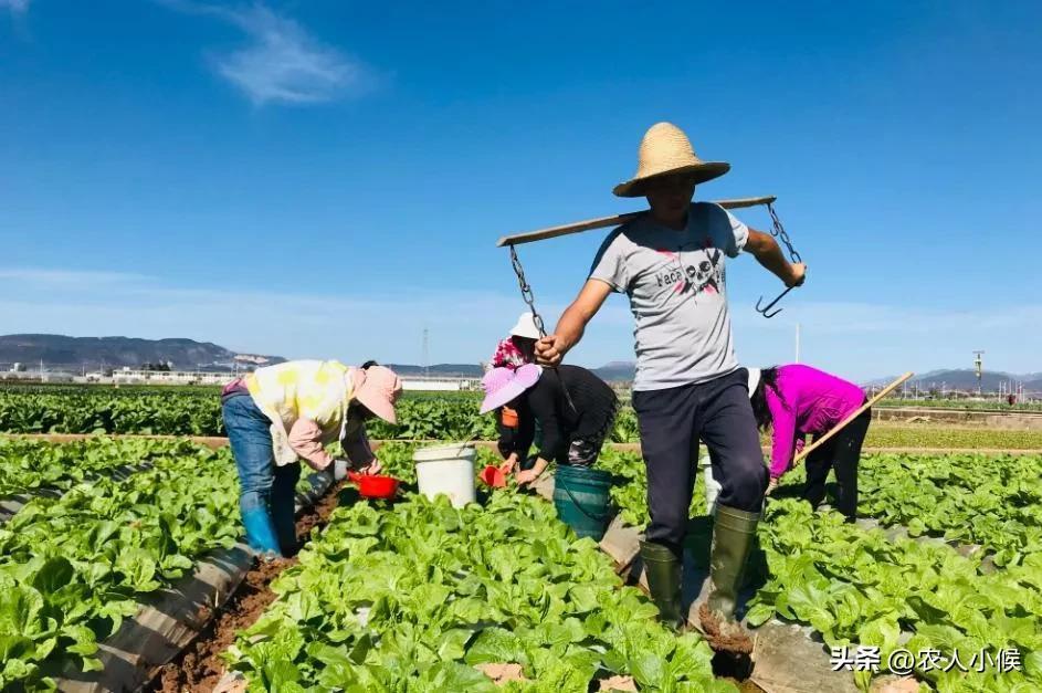 无地农民怎么办_无地农民国家有补偿吗