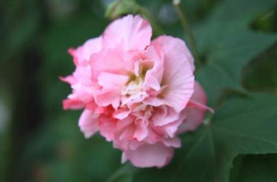 芙蓉花几月开，芙蓉花开放时间