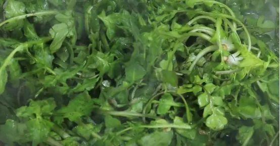 野菜有必要冷冻起来常年吃吗_野菜如何长期保存