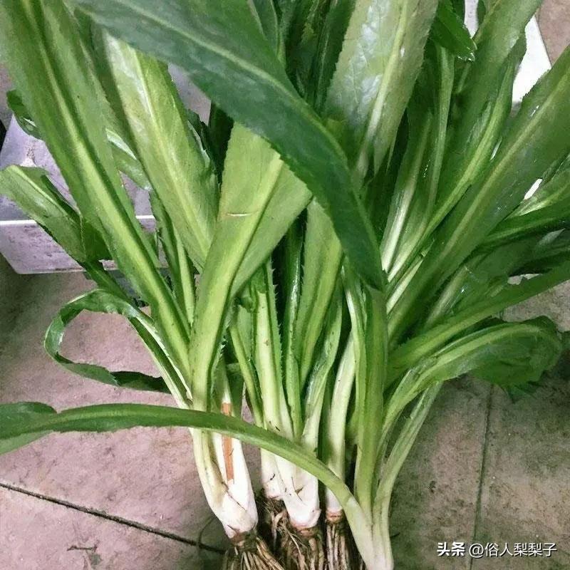 芫荽是什么_芫荽和香菜一样吗