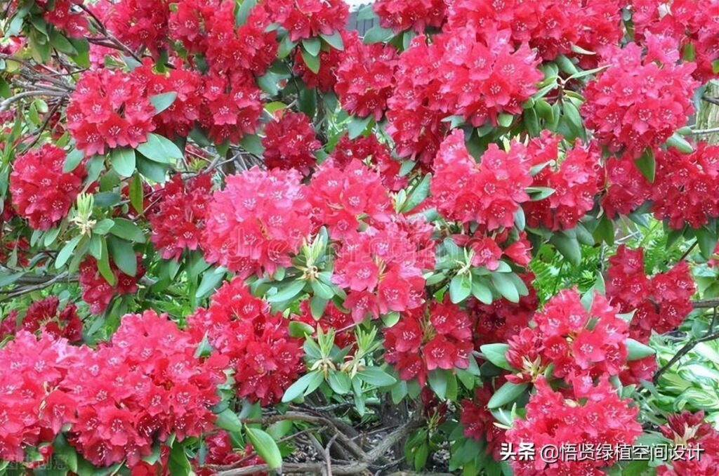 杜鹃花有香味吗 _杜鹃花的香气是什么样子