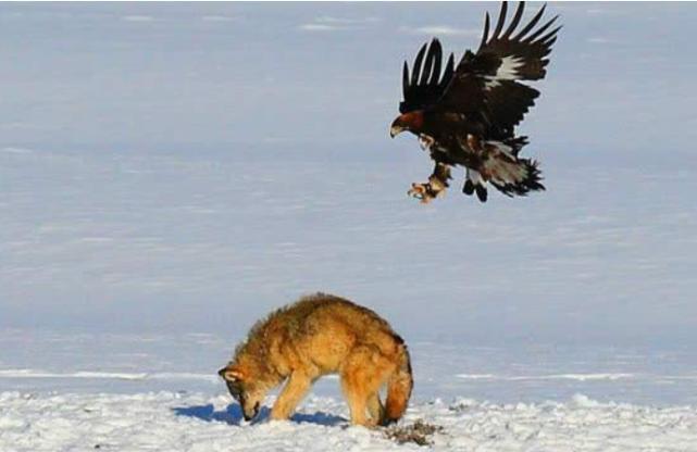 狼的天敌是什么_什么动物是狼的克星