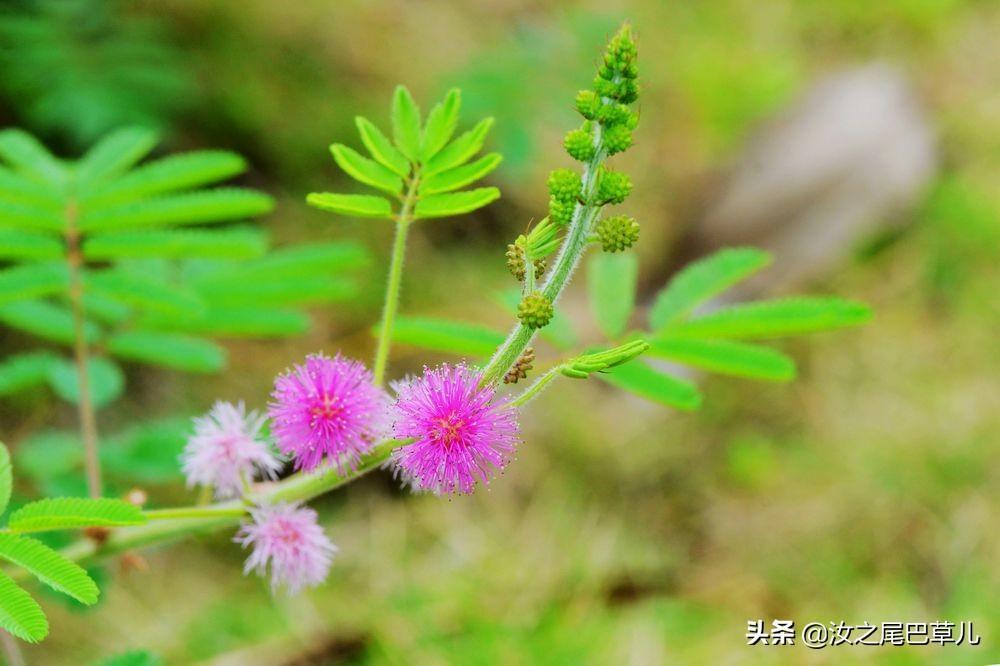 含羞草好养吗_种含羞草需要注意什么