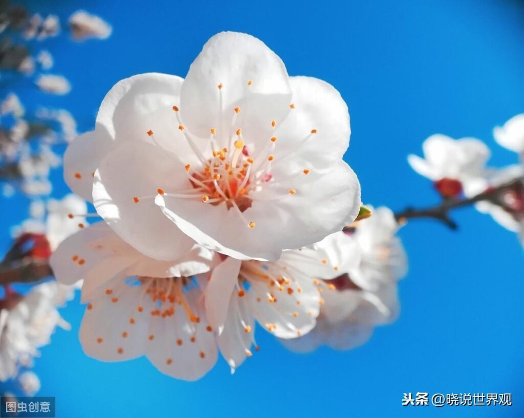 哪里的杏仁最好_中国哪里的杏仁最好最出名