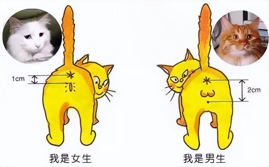 猫咪怎么分辨公母