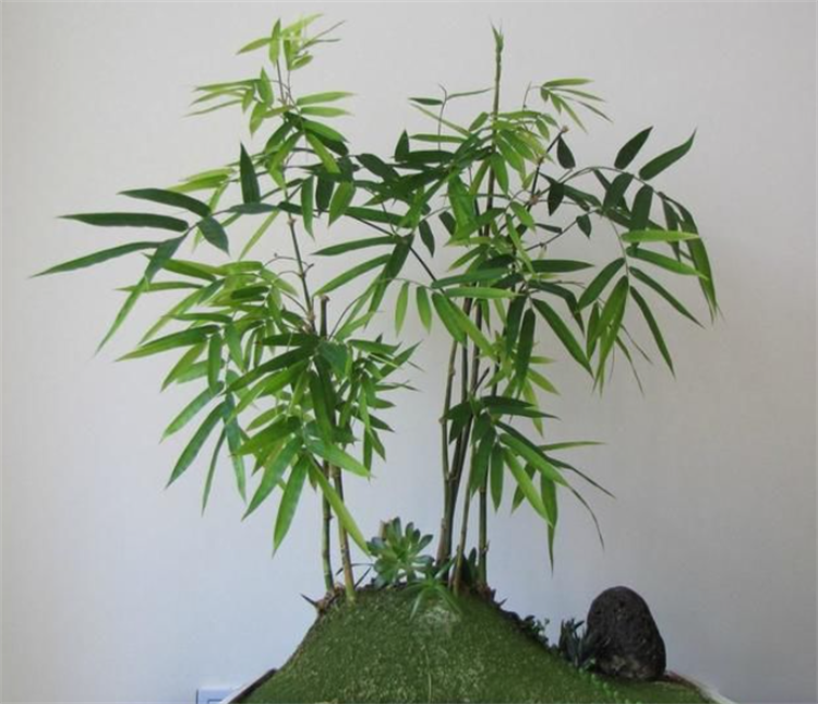 盆栽毛竹怎么养_毛竹盆栽能在室内养吗