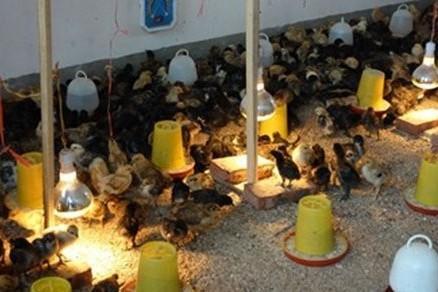 农村100只散养鸡一年利润多少_养散养鸡利润与成本