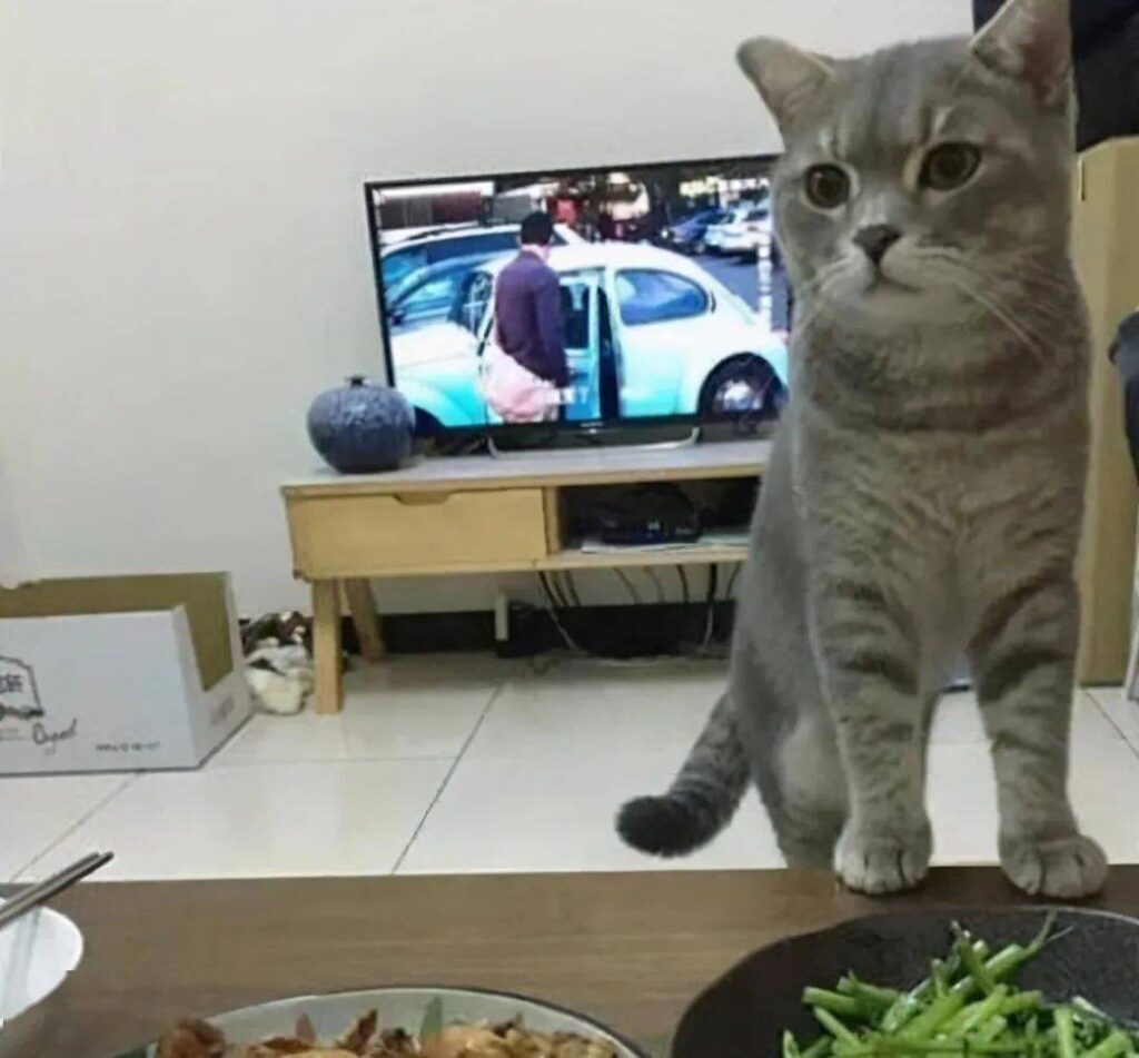 为什么猫喜欢盯着你看_猫盯着你预示什么