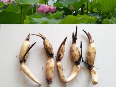 如何栽培荷花，栽培荷花要注意什么