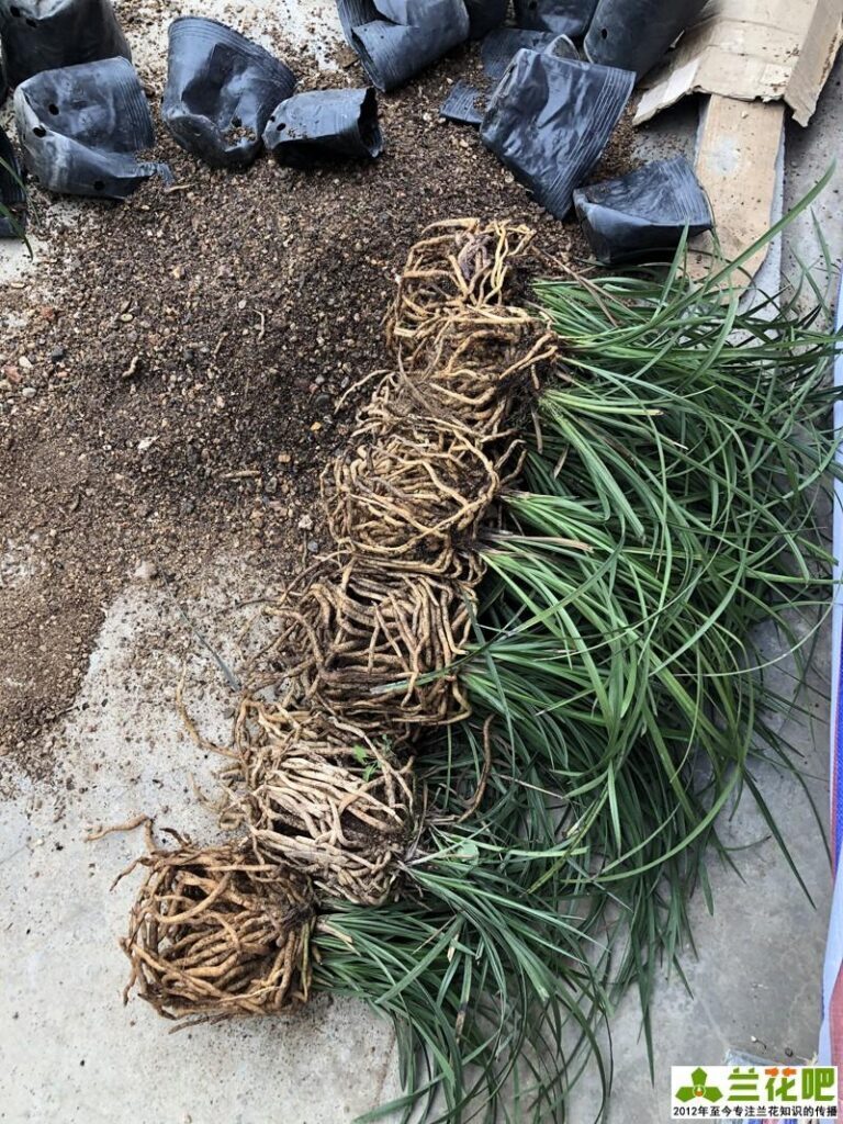 用纯沙栽兰花怎么样_河沙种兰花好不好
