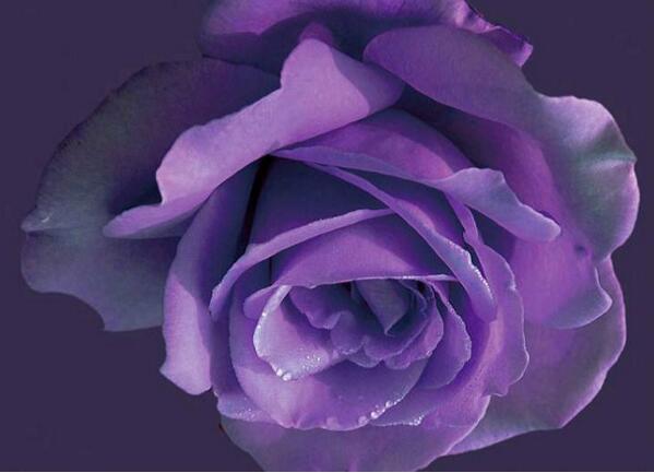 紫色玫瑰的花语是什么_紫色玫瑰的花语和象征