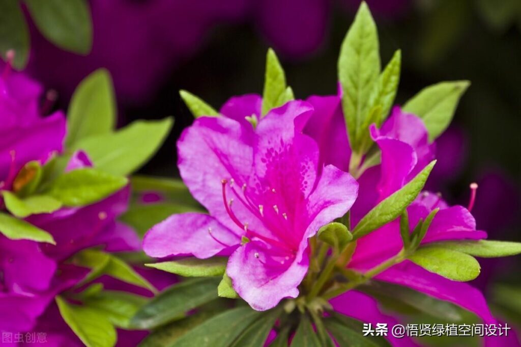 杜鹃花有香味吗 _杜鹃花的香气是什么样子