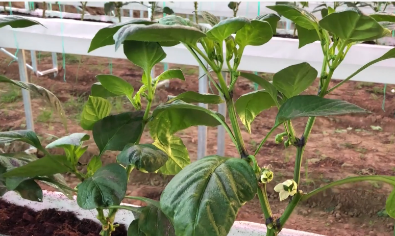辣椒怎样种植产量高_辣椒的种植方法和技术